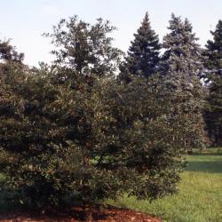 Quercus oglethorpensis (Oglethorpe's oak), habit, summer
