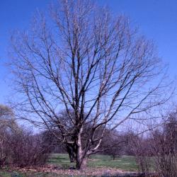 Quercus muehlenbergii (chinkapin oak), habit, early spring