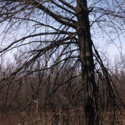 Quercus palustris (pin oak), bare tree