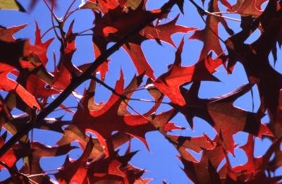 Quercus palustris (pin oak), fall leaves detail