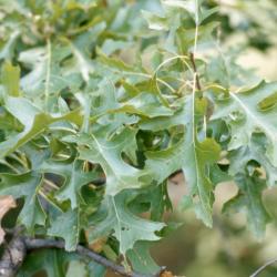 Quercus palustris (pin oak), leaves detail