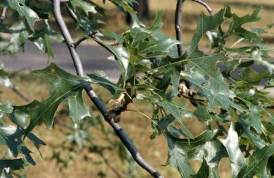 Quercus palustris (pin oak), leaves and acorns