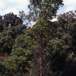 Quercus palustris (pin oak), habit
