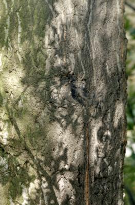 Quercus palustris (pin oak), bark detail