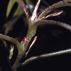 Quercus palustris (pin oak), female flower detail