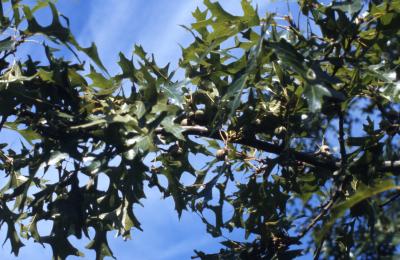 Quercus palustris (pin oak), leaves and acorns