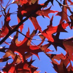 Quercus palustris (pin oak), fall leaves detail