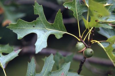 Quercus palustris (pin oak), acorns and leaves
