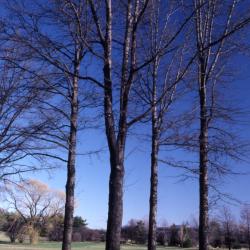 Quercus palustris (pin oak), habit, early spring