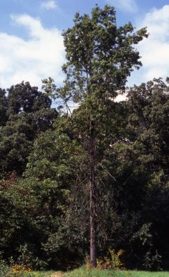 Quercus palustris (pin oak), habit