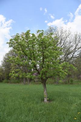 Aesculus arguta (Texas Buckeye), habit, spring