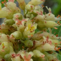 Aesculus glabra var. arguta (Texas Buckeye), flower, side