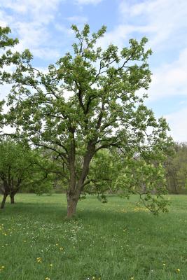 Aesculus ×ambigua (Buckeye), habit, spring