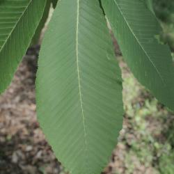 Aesculus flava (Yellow Buckeye), leaf, upper surface