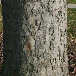 Aesculus flava (Yellow Buckeye), bark, trunk