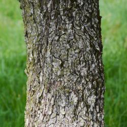 Aesculus arguta (Texas Buckeye), bark, trunk