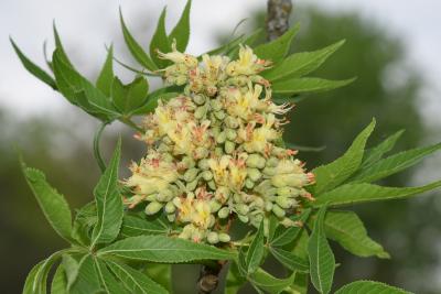 Aesculus glabra var. arguta (Texas Buckeye), flower, throat