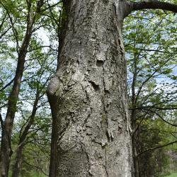 Aesculus flava (Yellow Buckeye), bark, trunk