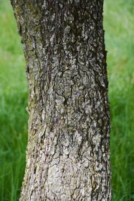 Aesculus glabra var. arguta (Texas Buckeye), bark, trunk