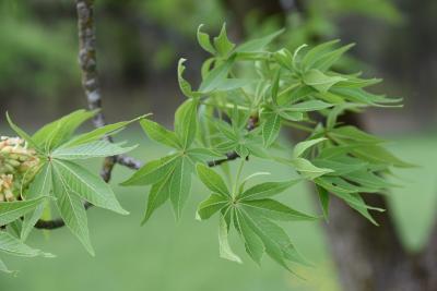 Aesculus glabra var. arguta (Texas Buckeye), leaf, spring