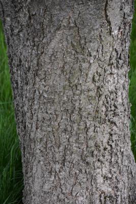 Aesculus ×arnoldiana (Arnold Buckeye), bark, trunk