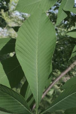 Aesculus flava (Yellow Buckeye), leaf, lower surface