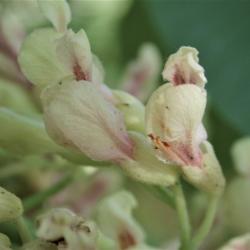 Aesculus flava (Yellow Buckeye), flower, side