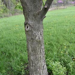 Aesculus glabra var. leucodermis (Whitebark Ohio Buckeye), bark, trunk