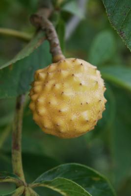 Aesculus glabra (Ohio Buckeye), fruit, immature