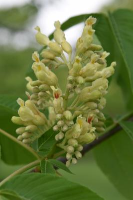 Aesculus glabra var. leucodermis (Whitebark Ohio Buckeye), inflorescence
