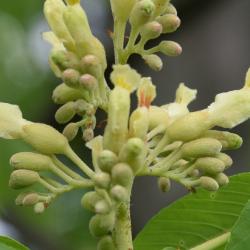 Aesculus glabra var. leucodermis (Whitebark Ohio Buckeye), flower, side