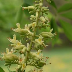 Aesculus glabra (Ohio Buckeye), flower, side