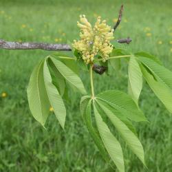 Aesculus glabra var. leucodermis (Whitebark Ohio Buckeye), leaf, spring