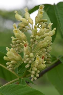 Aesculus glabra var. leucodermis (Whitebark Ohio Buckeye), flower, full