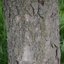 Aesculus glabra var. leucodermis (Whitebark Ohio Buckeye), bark, trunk