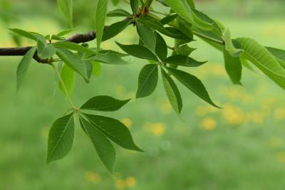 Aesculus glabra var. sargentii (Sargent's Ohio Buckeye), leaf, spring