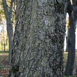 Aesculus glabra (Ohio Buckeye), bark, mature
