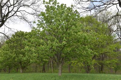 Aesculus glabra var. leucodermis (Whitebark Ohio Buckeye), habit, spring