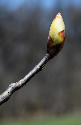 Aesculus glabra var. monticola (Oklahoma Buckeye), bud, flower