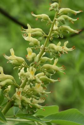 Aesculus glabra var. sargentii (Sargent's Ohio Buckeye), flower, side