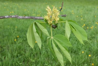 Aesculus glabra var. leucodermis (Whitebark Ohio Buckeye), leaf, spring