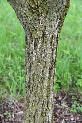 Aesculus glabra var. sargentii (Sargent's Ohio Buckeye), bark, trunk