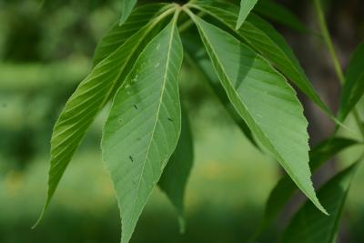 Aesculus glabra var. sargentii (Sargent's Ohio Buckeye), leaf, upper surface