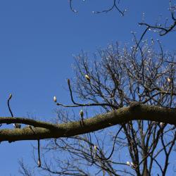 Aesculus glabra (Ohio Buckeye), bark, branch