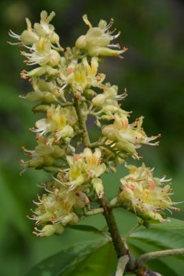 Aesculus glabra var. pallida (Pale Ohio Buckeye), flower, full