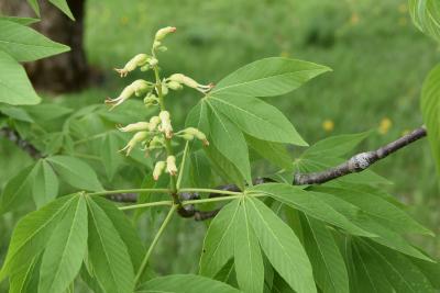 Aesculus glabra (Ohio Buckeye), inflorescence
