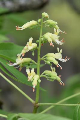 Aesculus glabra (Ohio Buckeye), flower, side