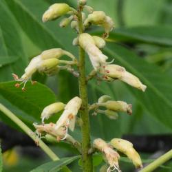 Aesculus glabra var. monticola (Oklahoma Buckeye), flower, side