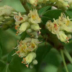 Aesculus glabra (Ohio Buckeye), flower, full