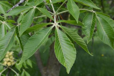 Aesculus glabra var. pallida (Pale Ohio Buckeye), leaf, spring